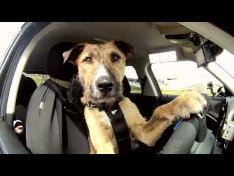 Cachorro é capaz de dirigir um carro? Não!
